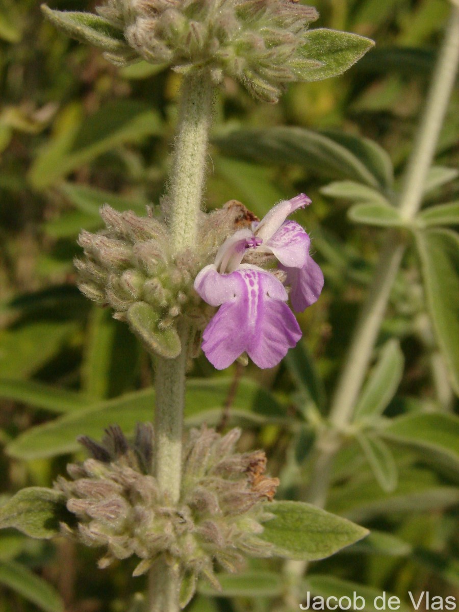 Anisomeles malabarica (L.) R.Br.